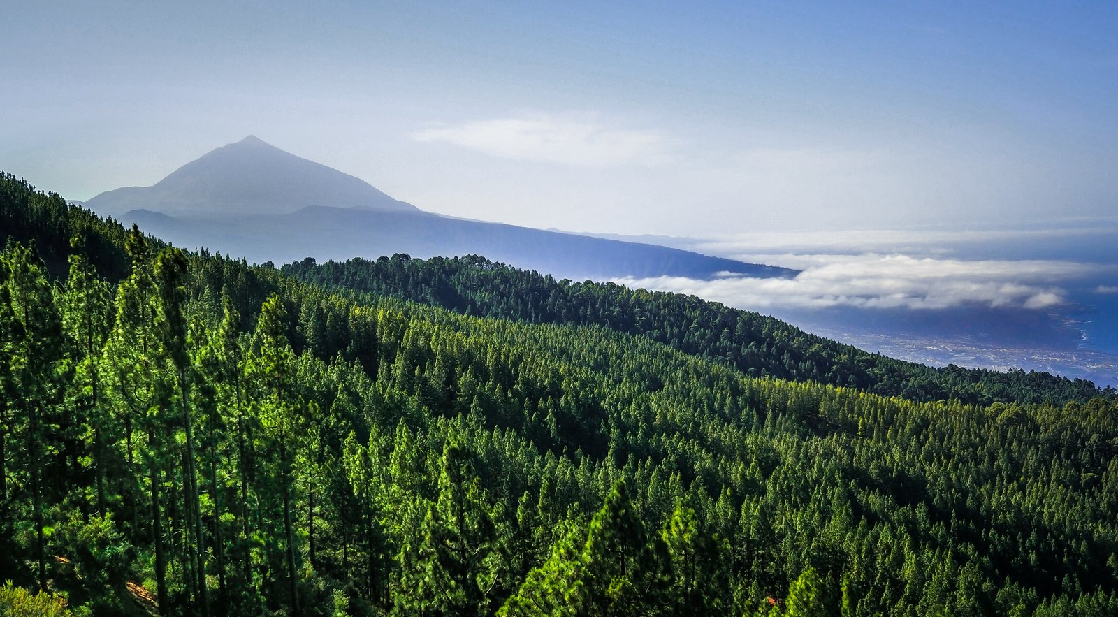 El Teide entre el pinar y un mar de nubes
